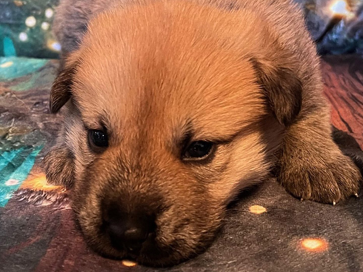 chinook puppy